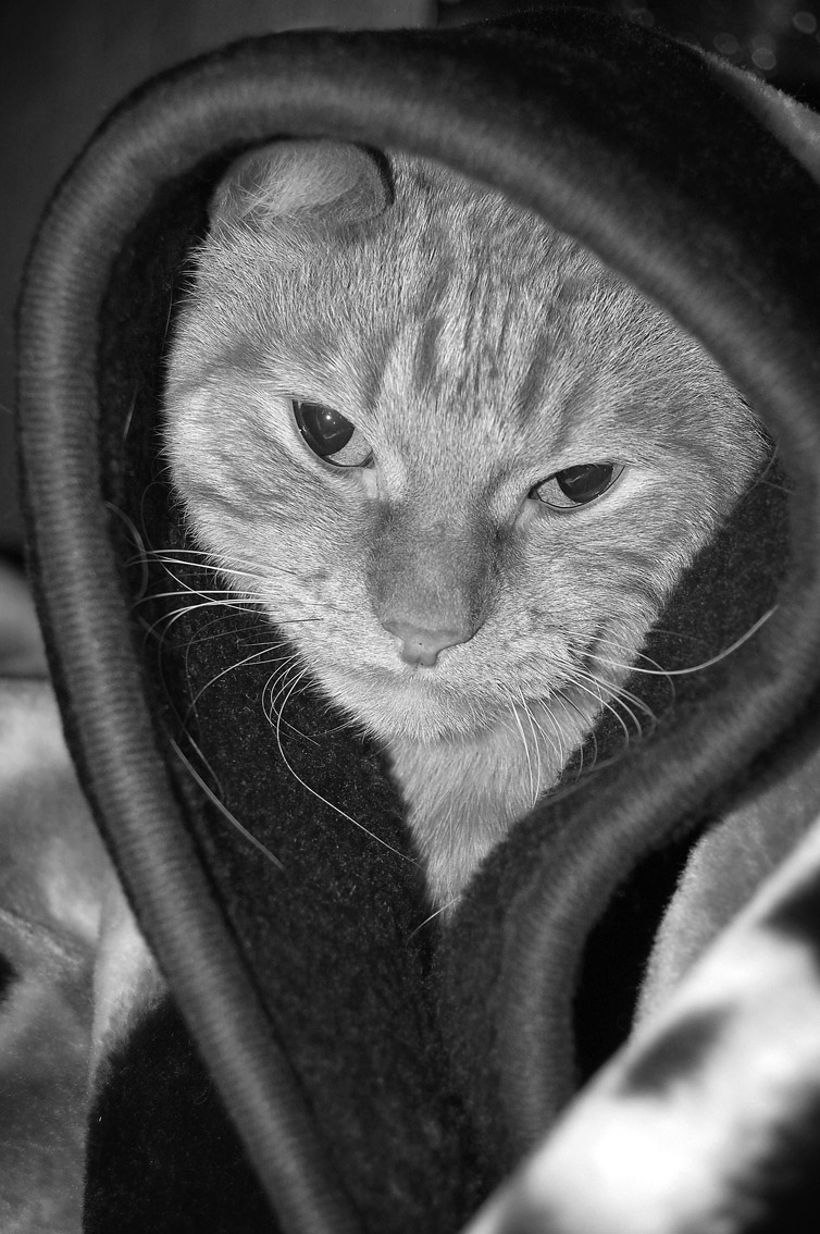 Опять портрет кота!