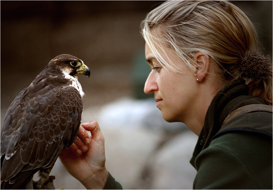 falconeer