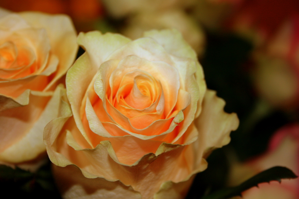 rose