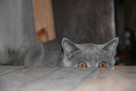 Охотник в засаде