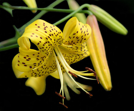 21151 Iris flower