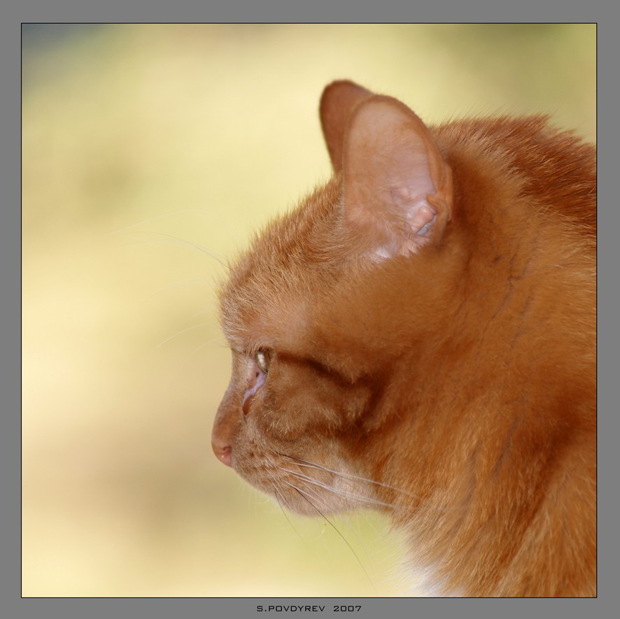 Кот