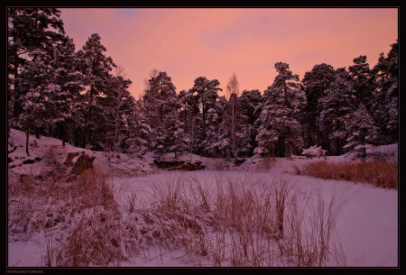 В ночном лесу #1