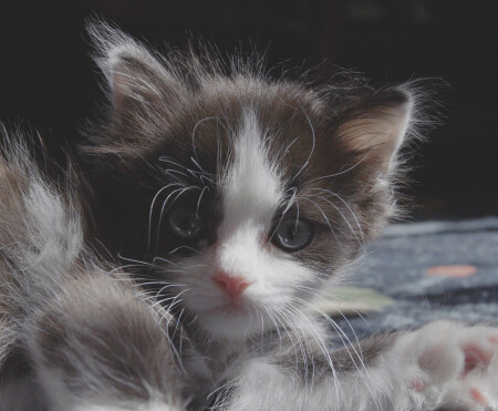 Я на солнышке лежу 