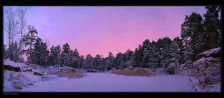 В ночном лесу #2