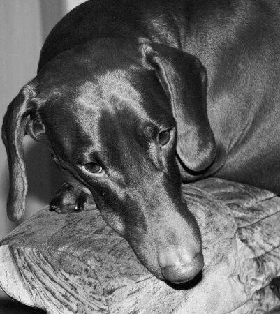 Задумчивый