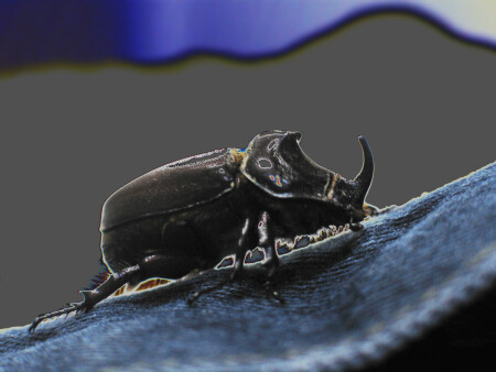 Онтабле носорогус