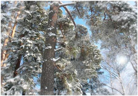 мороз и солнце...