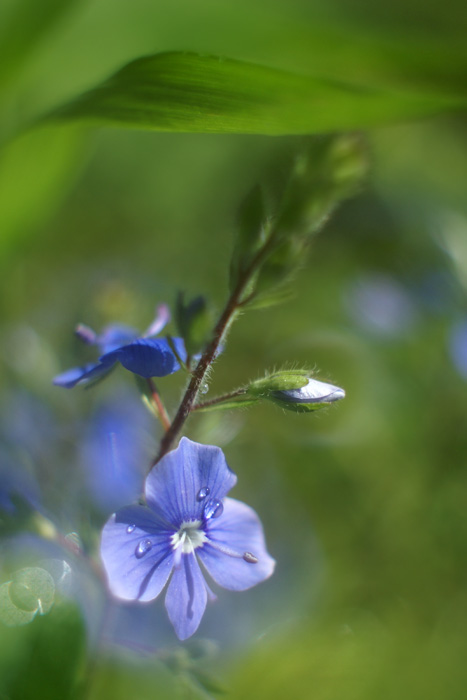 Tenderness