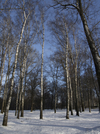 зимняя роща