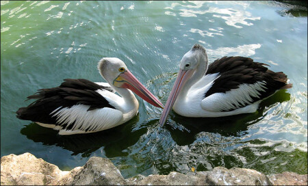 Пеликанья любовь