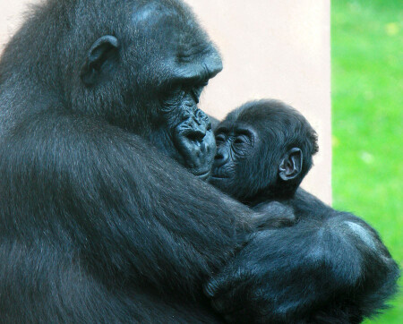 30651 Mothers love