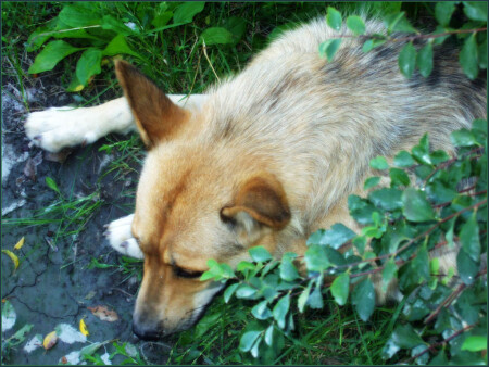 Жил был пес...