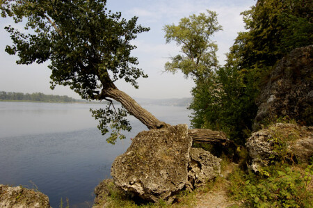 дерево