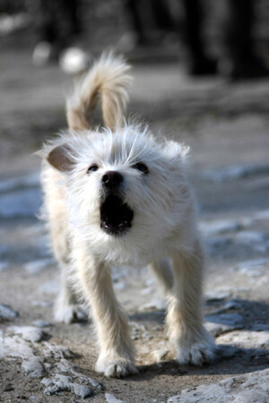 &amp;quot;Моська&amp;quot;