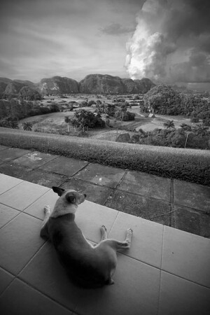 My love Viniales