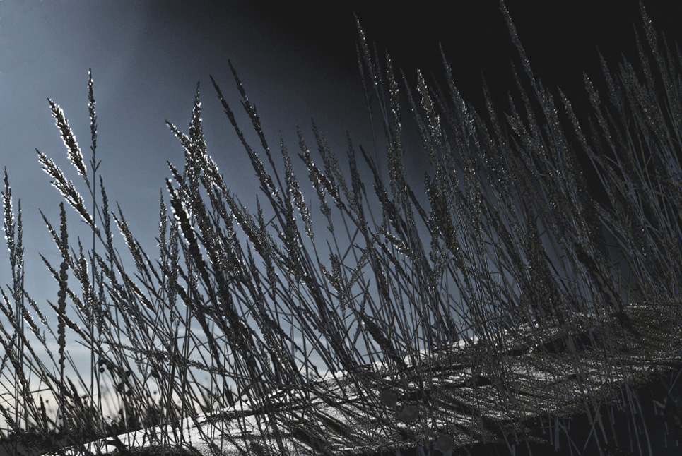 Moon's grasses