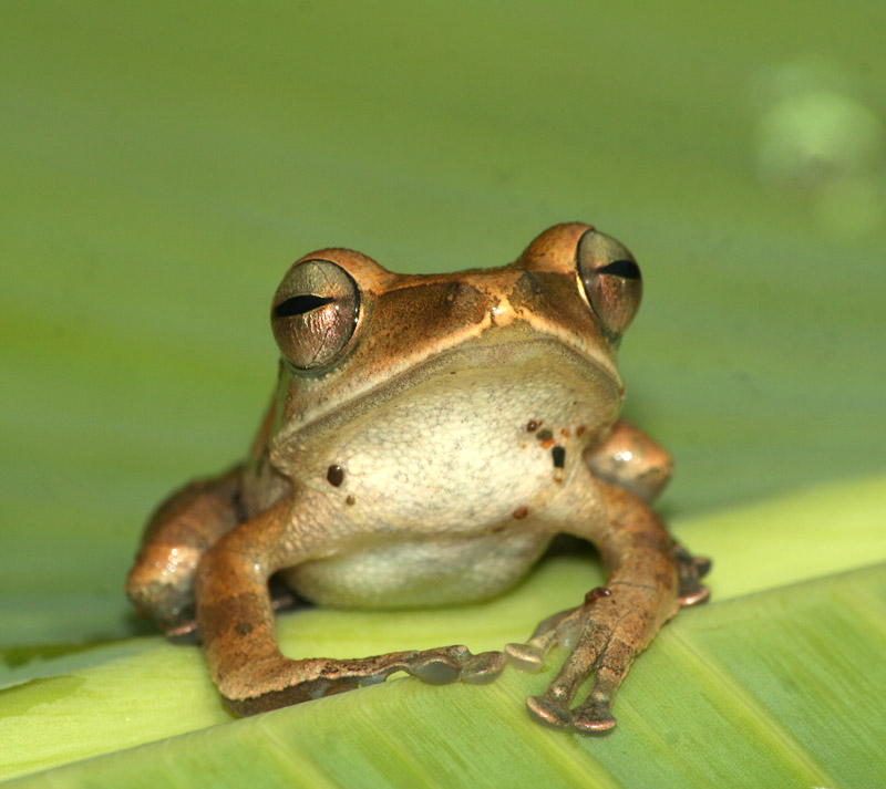 Polypedates leucomystax