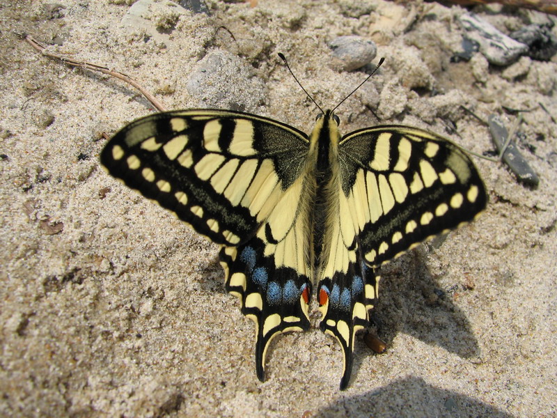 Papilio machaon 