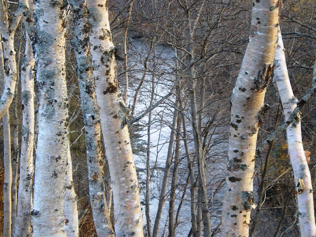 Русские берёзы.