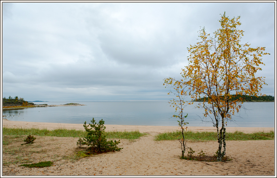 Березки на песке