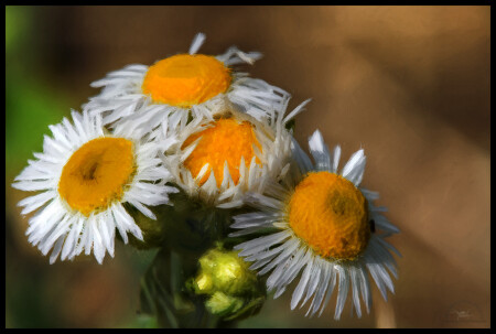 Ландыши, ландыши...