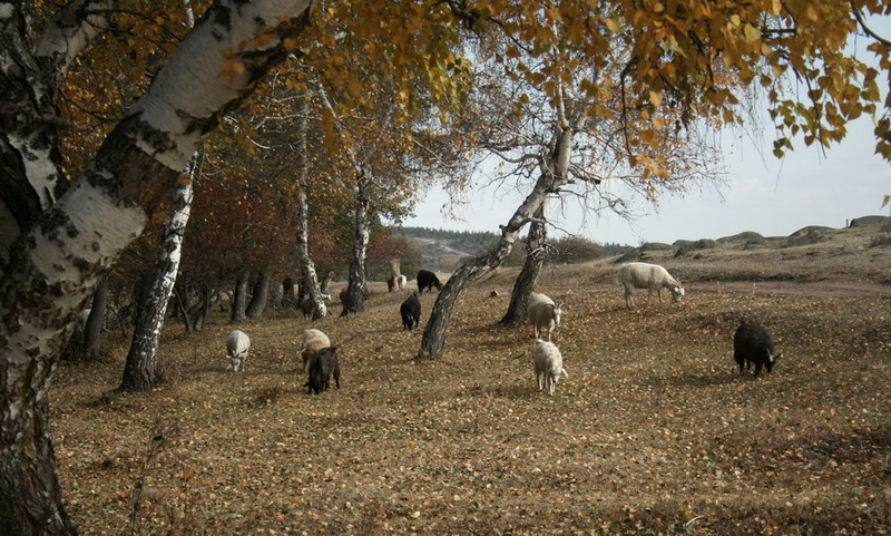 Сказка...