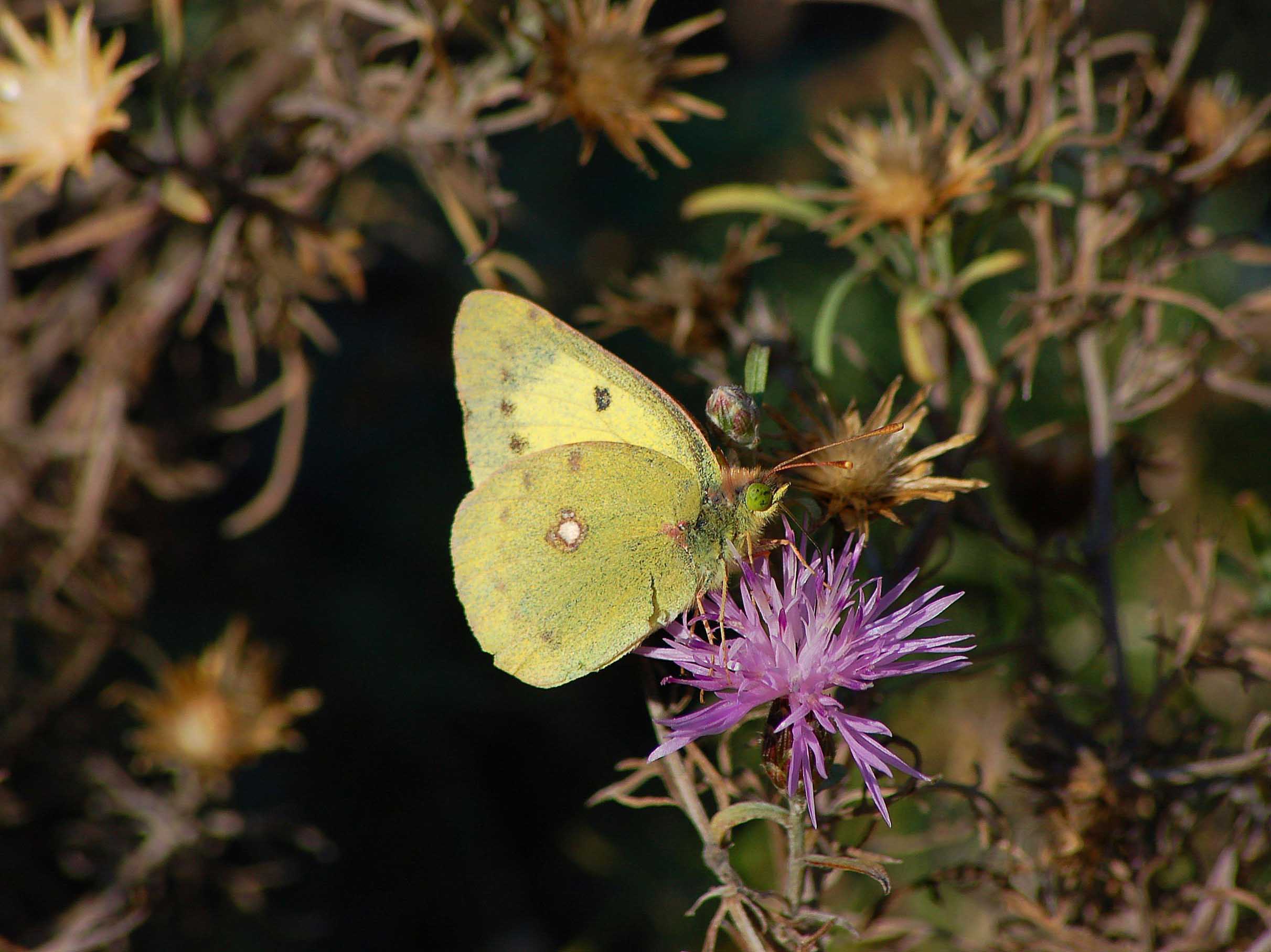 Colias hyale