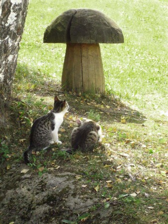 Котята и гриб