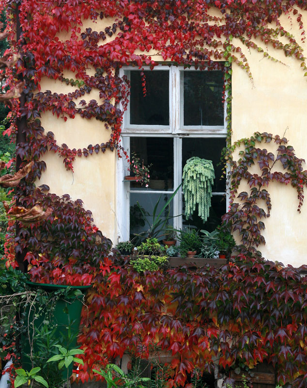 30865 Fall window