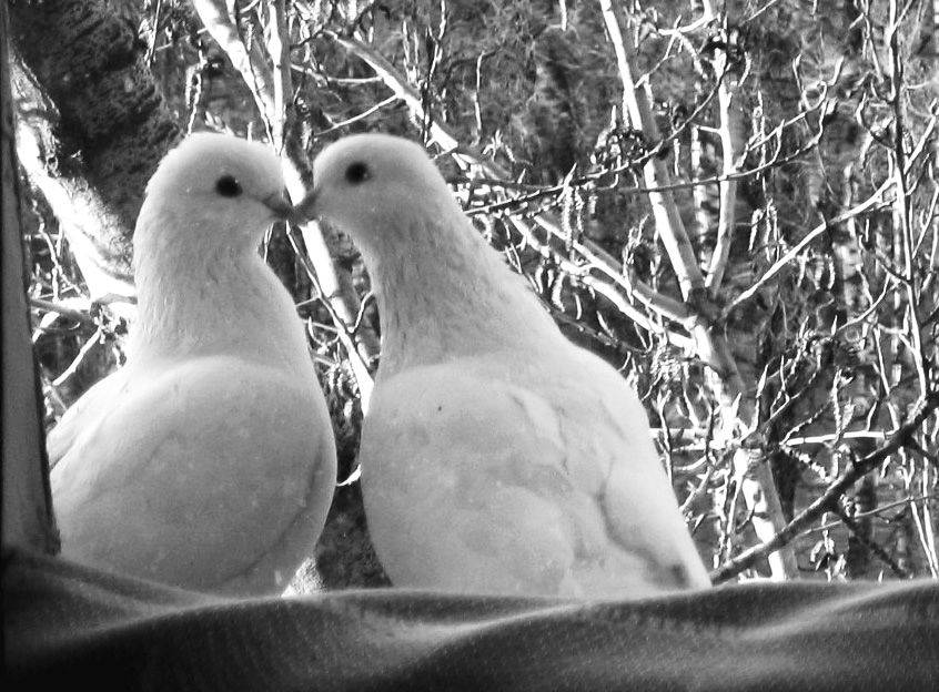 Doves