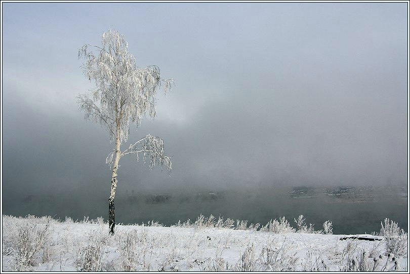 Береза