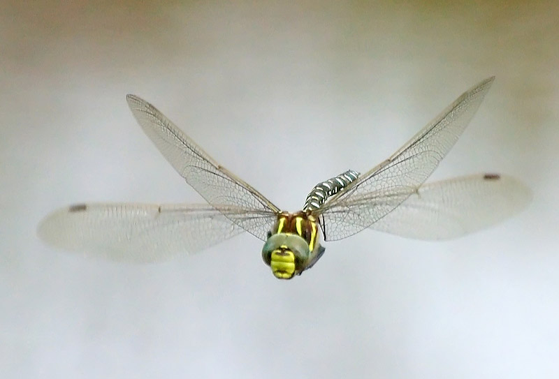 Летучий дракон, Dragonfly