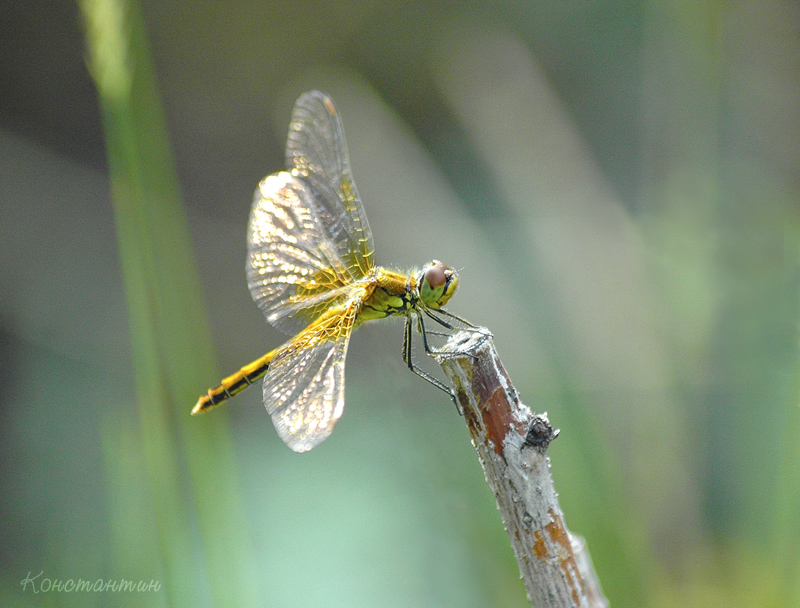 Dragonfly