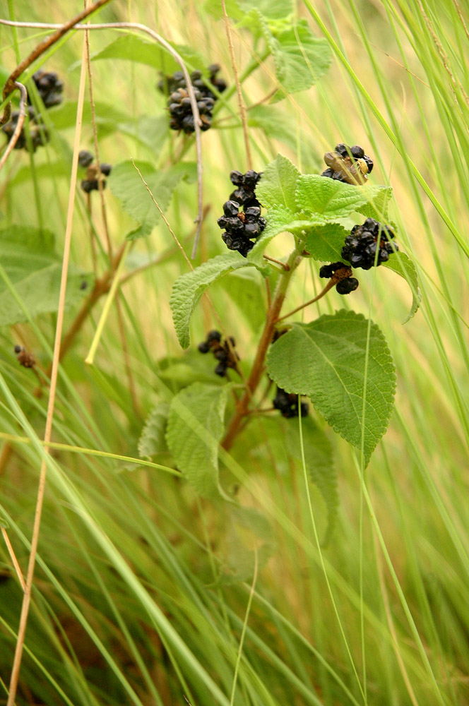 the black dry cranberries