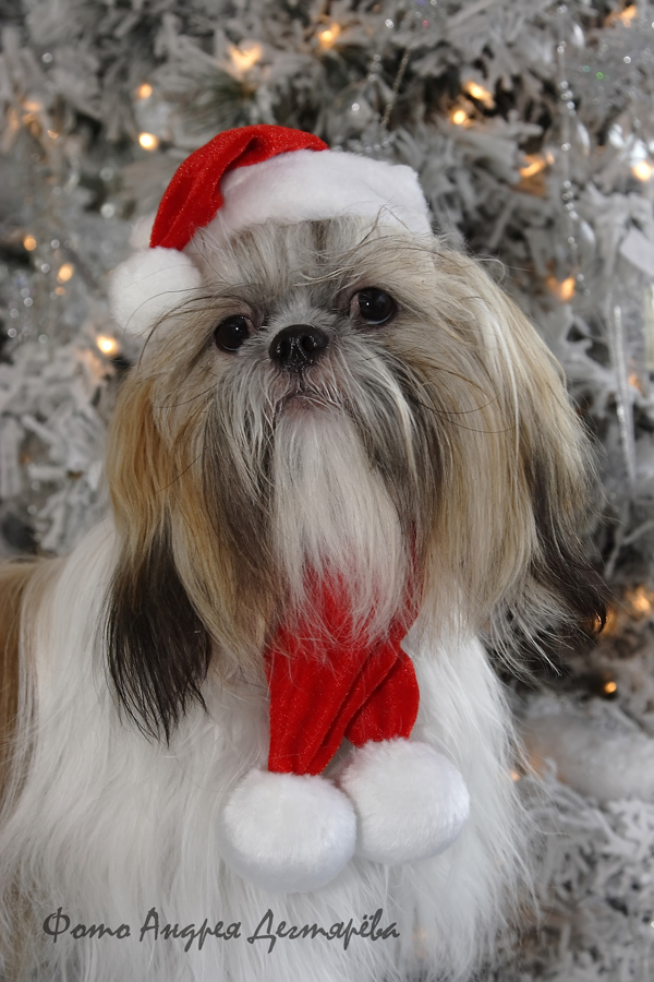 Dog Santa Klaus