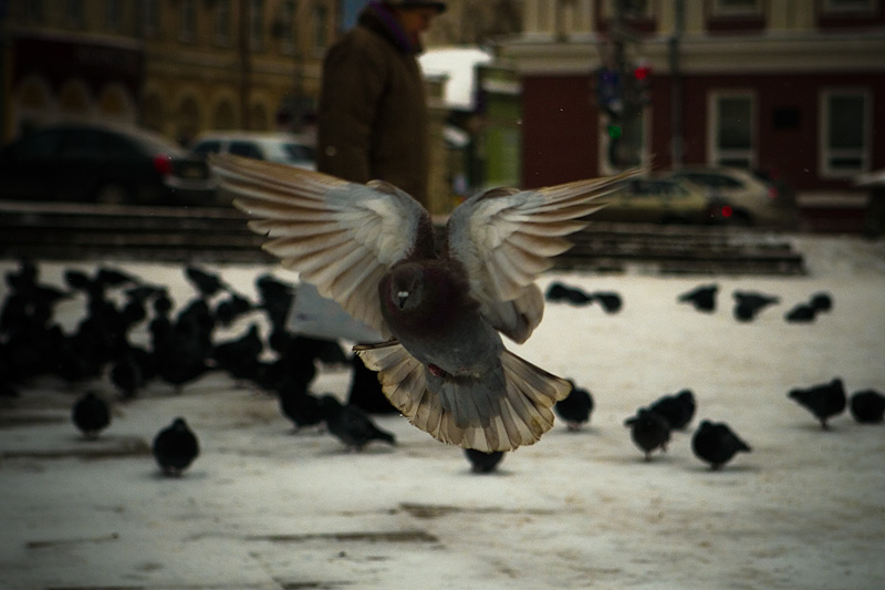 Про любопытного голубя.