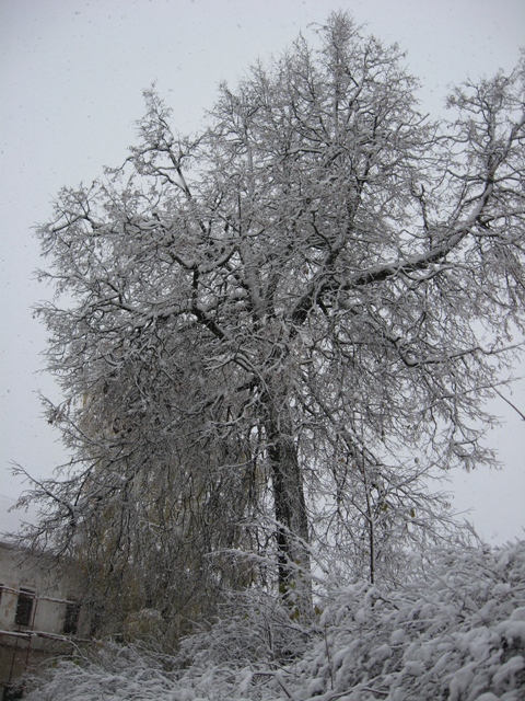 В первый снег...