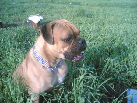 собачка Соня