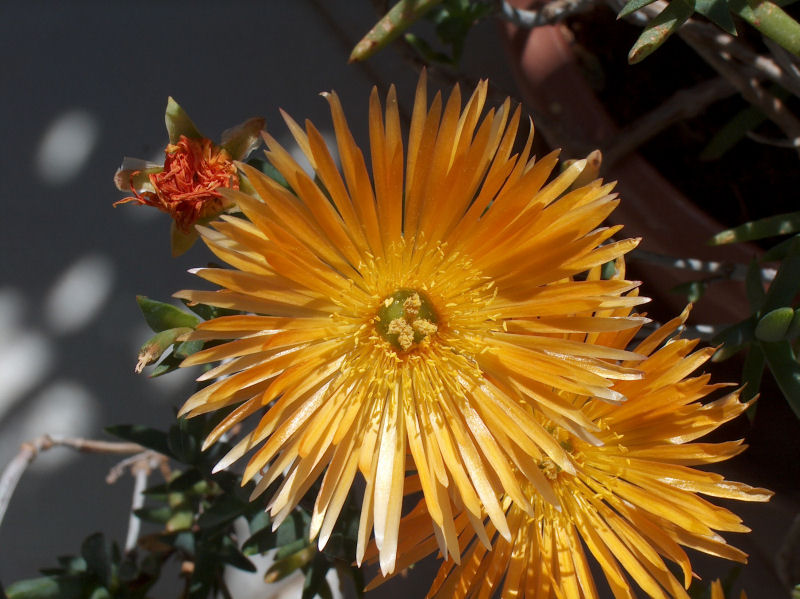 sunflowers