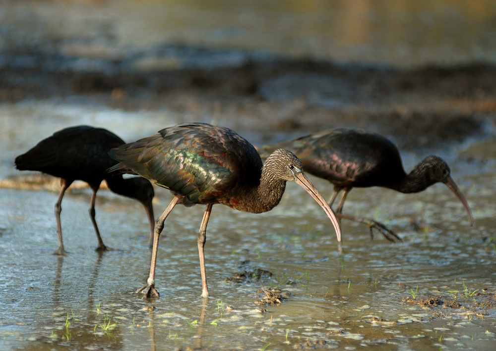 glossy ibis