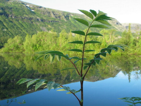 Дыхание жизни