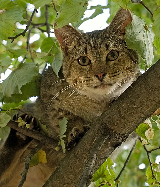 Беглец.