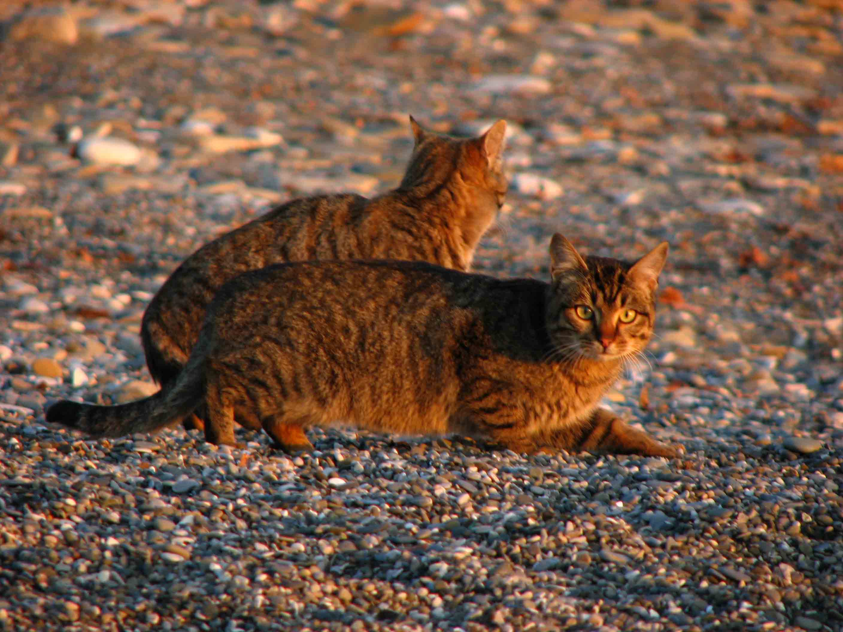 Кошки любят пляж