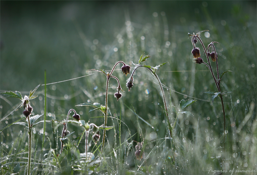 Figures of summer