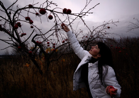 Вечерние ноябрьские яблочки