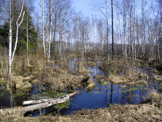 Весна. Начало мая