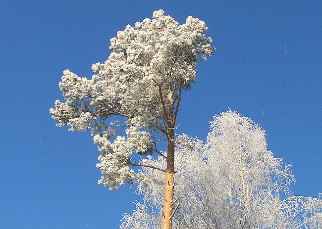 Новогодний салют