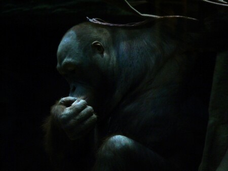 Жить не просто...