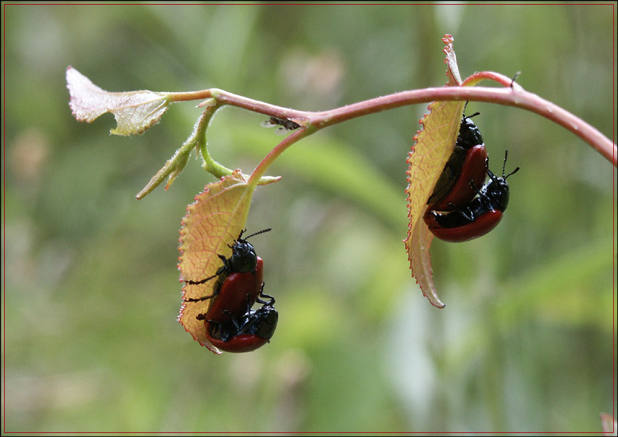 Something from Beetles Sexual Life